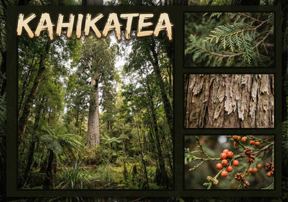 Kahikatea Tree - Poster