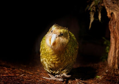 Kākapō - Poster