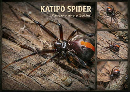 Katipo Spider - Poster
