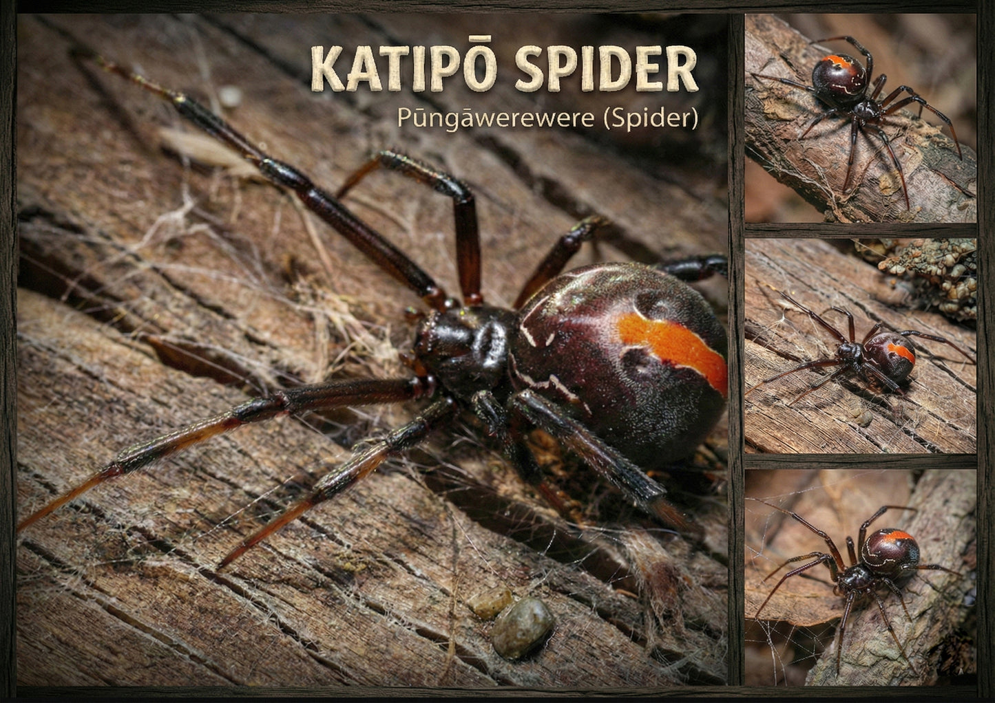 The Katipō Spider - Single and Image Tray A4 Puzzle