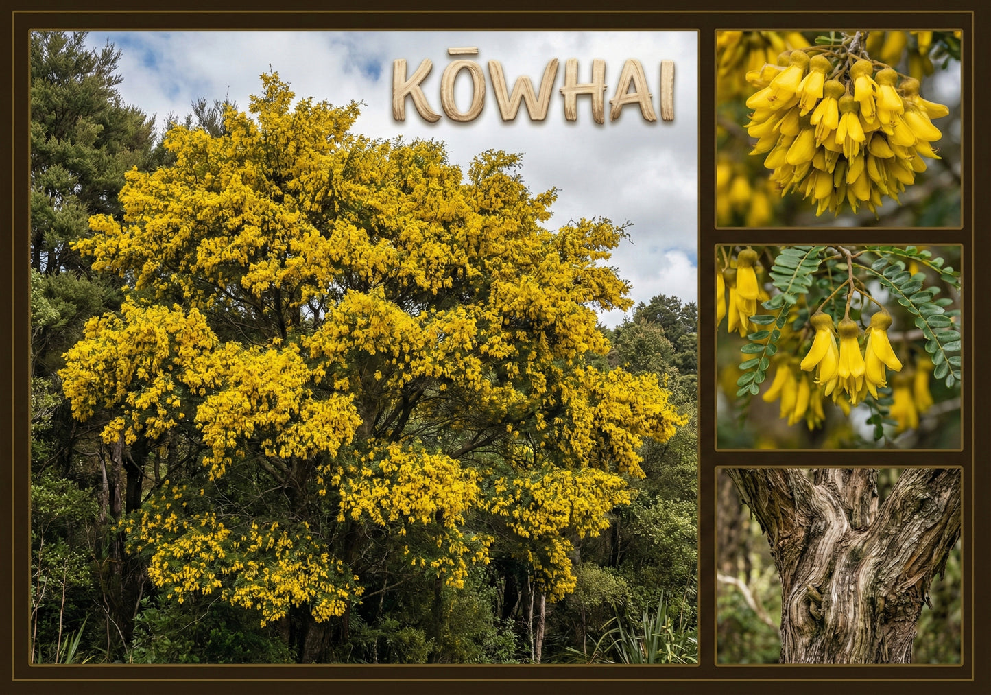 Kōwhai Tree - Poster