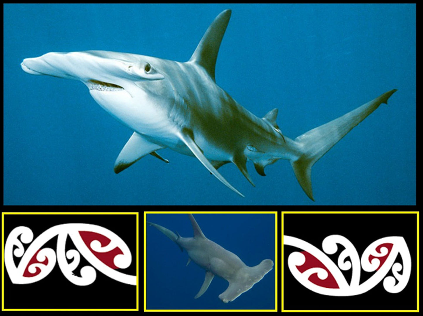 Kowhai Mangōpare (Shark) - Poster