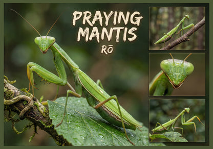 Praying Mantis- Poster