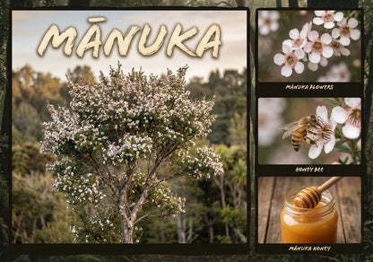 Mānuka Tree - Poster