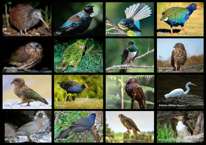 Native Birds of Aotearoa - Poster
