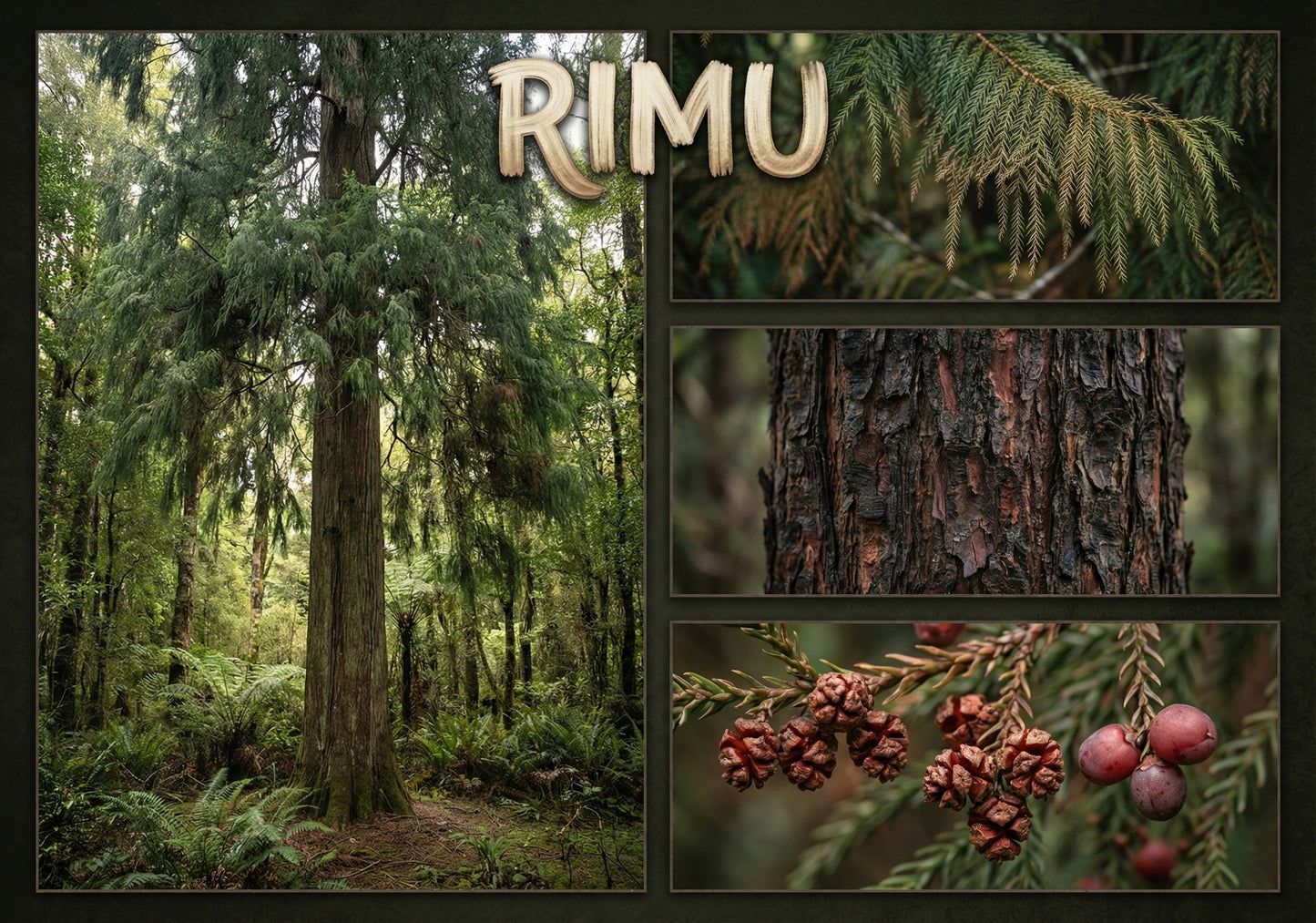 Rimu Tree - Poster