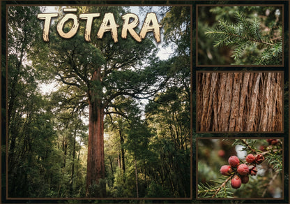 Tōtara Tree - Poster