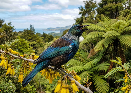 Tūī - Poster