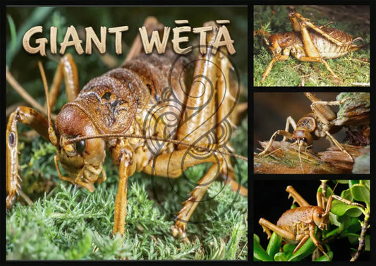 Giant Weta - Poster
