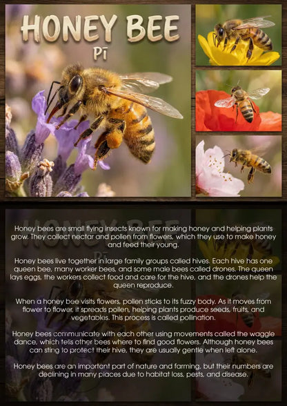 Honey Bee - Single and Image Tray A4 Puzzle