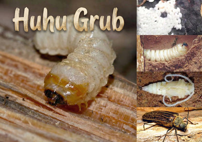 Huhu Grub - Single and Image Tray A4 Puzzle