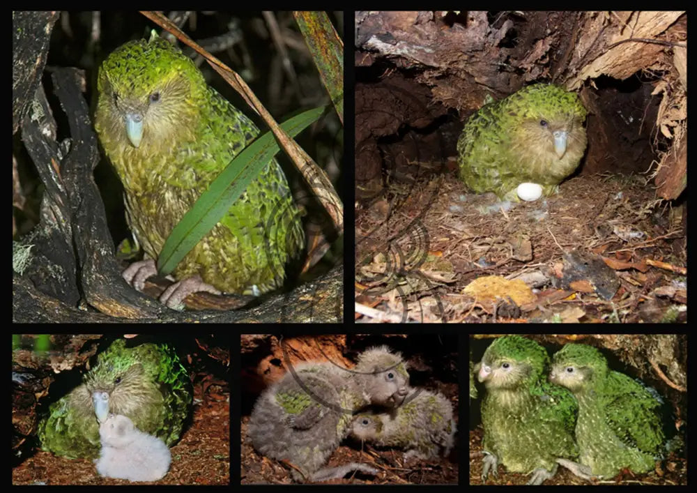 KĀKĀPŌ: THE FOREST NIGHT PARROT