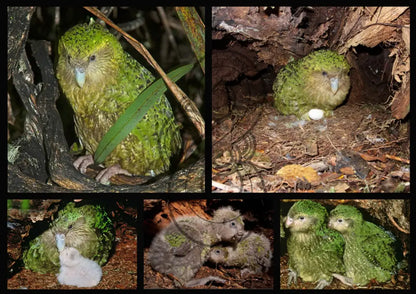 KĀKĀPŌ: THE FOREST NIGHT PARROT
