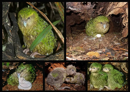 KĀKĀPŌ: THE FOREST NIGHT PARROT