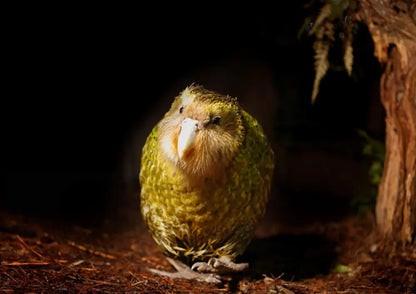 KĀKĀPŌ: THE FOREST NIGHT PARROT