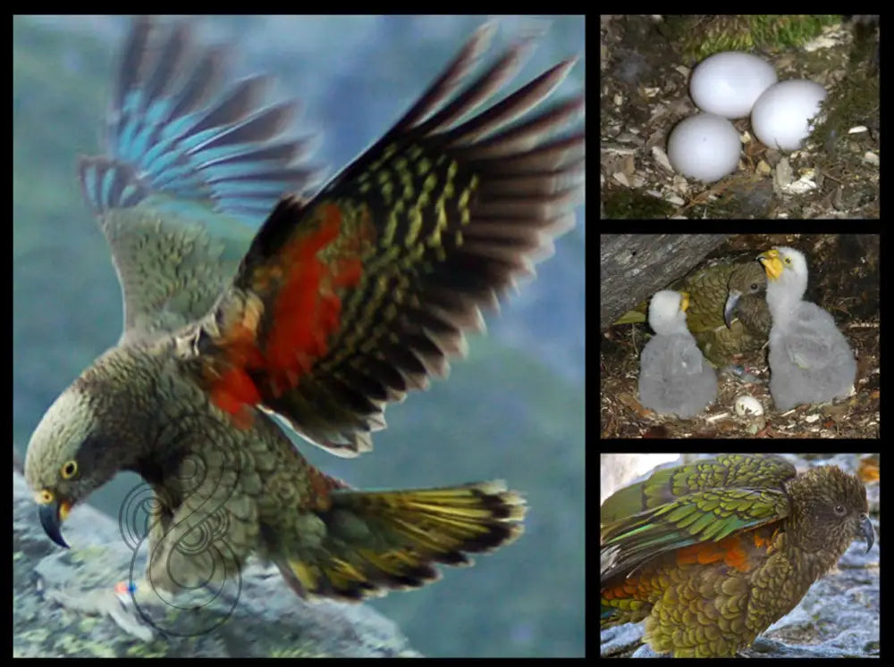 KEA: THE MOUNTAIN MISCHIEF-MAKER