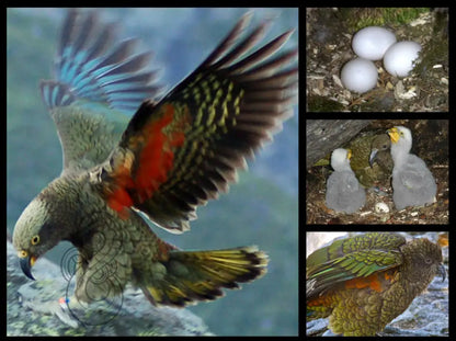 KEA: THE MOUNTAIN MISCHIEF-MAKER