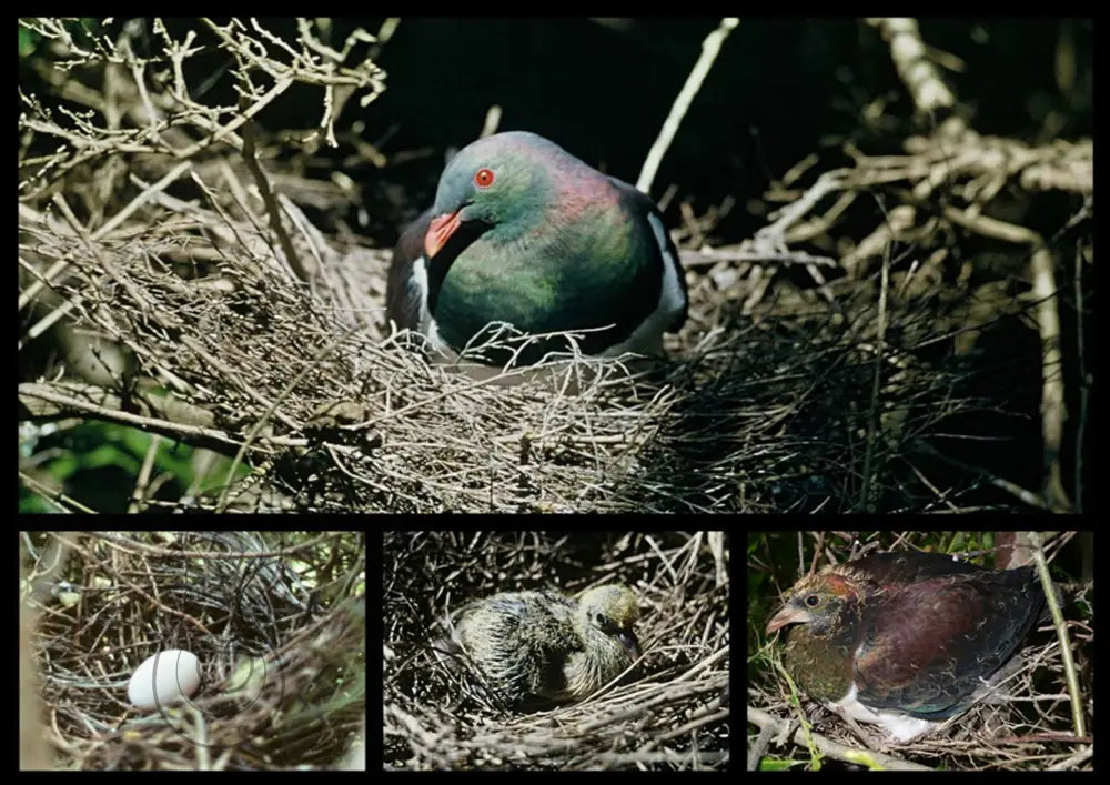 KERERŪ: WINGS OF THE NGĀHERE