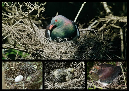 KERERŪ: WINGS OF THE NGĀHERE