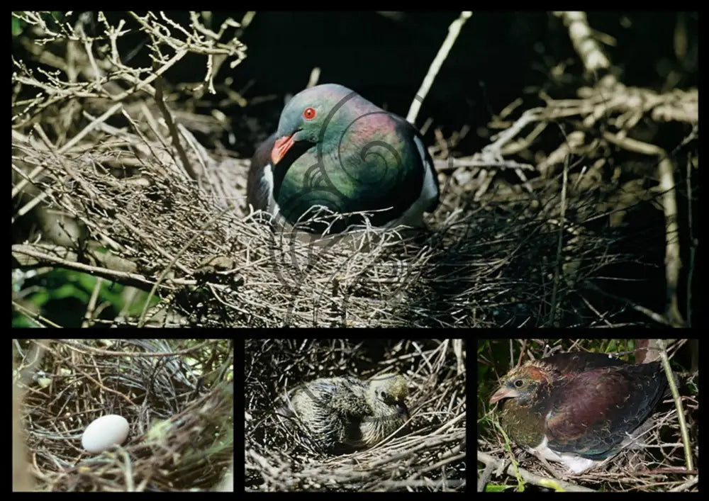 KERERŪ: WINGS OF THE NGĀHERE