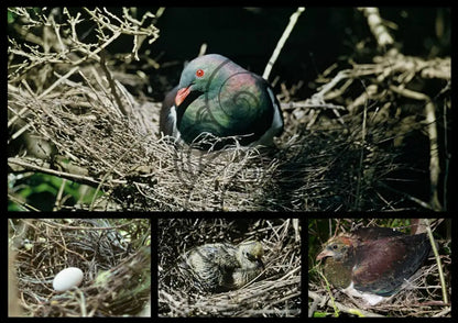 KERERŪ: WINGS OF THE NGĀHERE