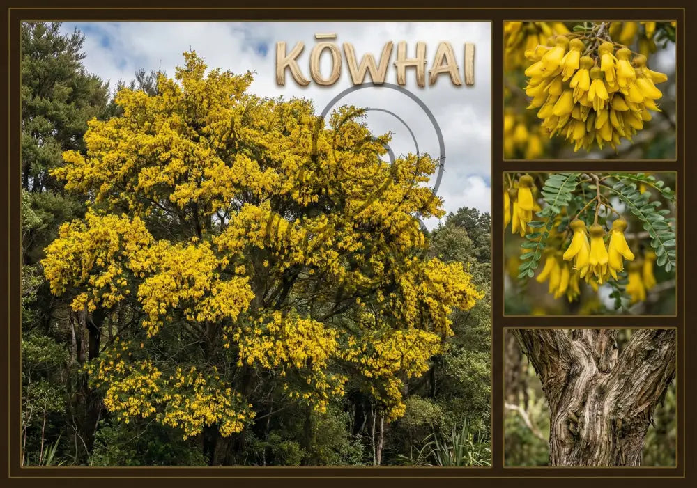 Kōwhai Tree - Poster