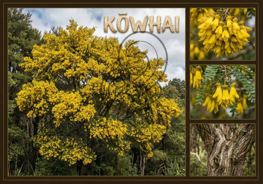 Kōwhai Tree - Poster
