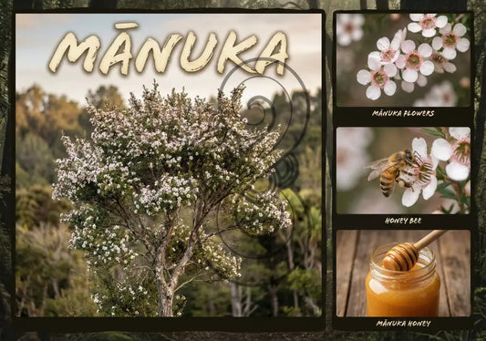Mānuka Tree - Poster