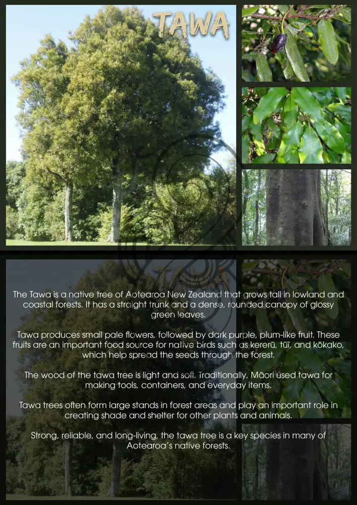Tawa Tree - Single and Image Tray A4 Puzzle