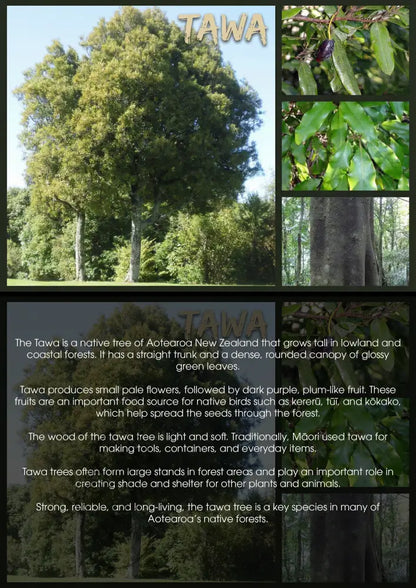 Tawa Tree - Single and Image Tray A4 Puzzle