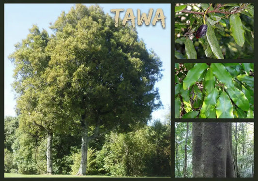 Tawa Tree - Single and Image Tray A4 Puzzle