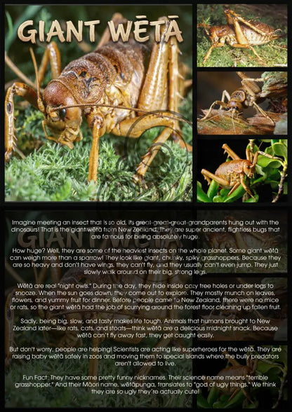 The Giant Wētā - Single and Image Tray A4 Puzzle