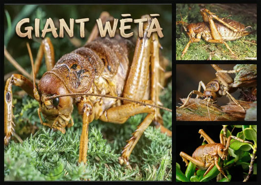 The Giant Wētā - Single and Image Tray A4 Puzzle