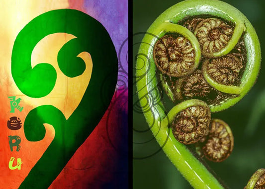 The Koru - Stylised vs Real