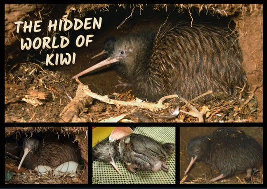 THE SECRET LIFE OF KIWI - Single and Image Tray A4 Puzzle