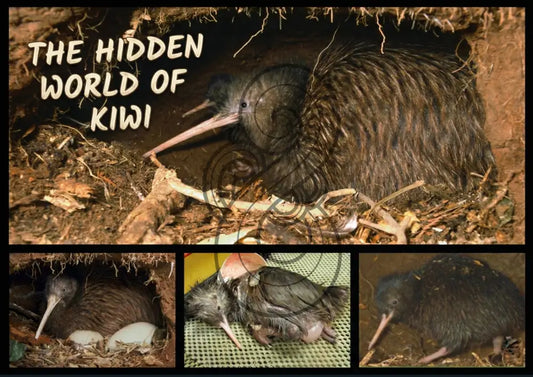 THE SECRET LIFE OF KIWI - Single and Image Tray A4 Puzzle