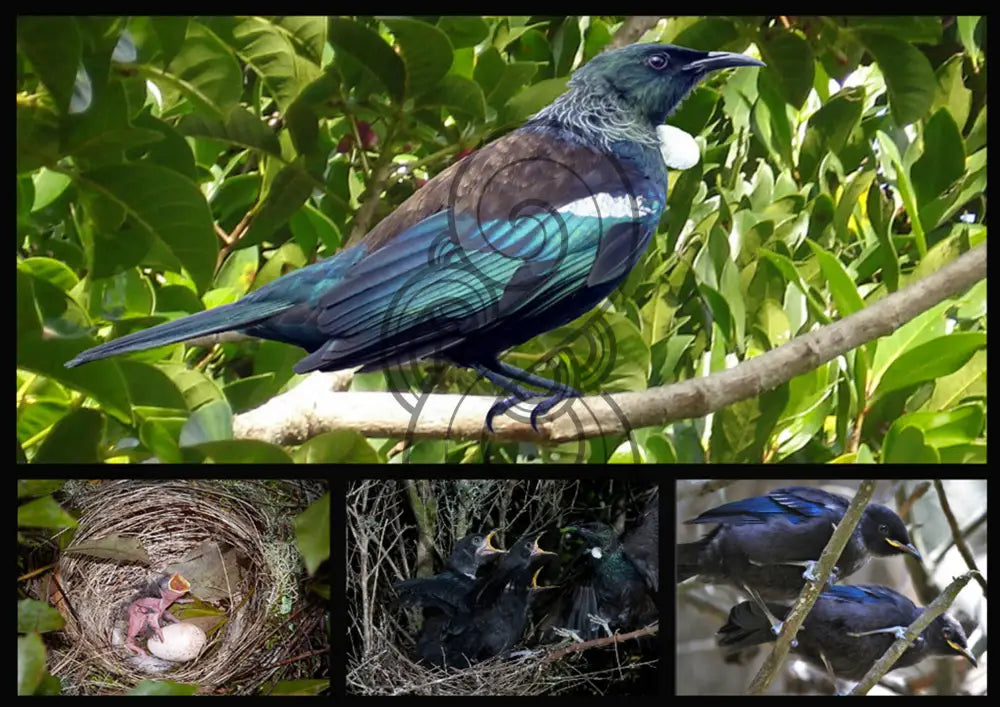 TŪĪ: SONGSTER OF AOTEAROA