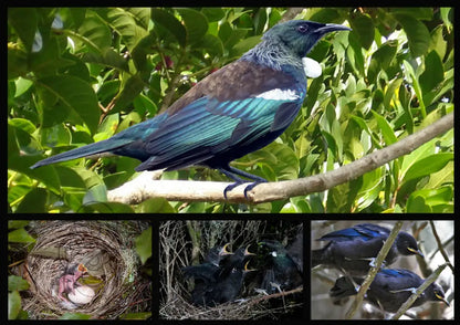 TŪĪ: SONGSTER OF AOTEAROA